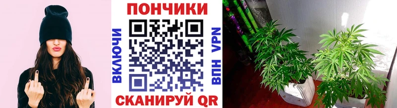 Шишки марихуана AK-47 Лесной